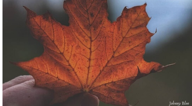 Why Do Leaves Change Color In Fall?