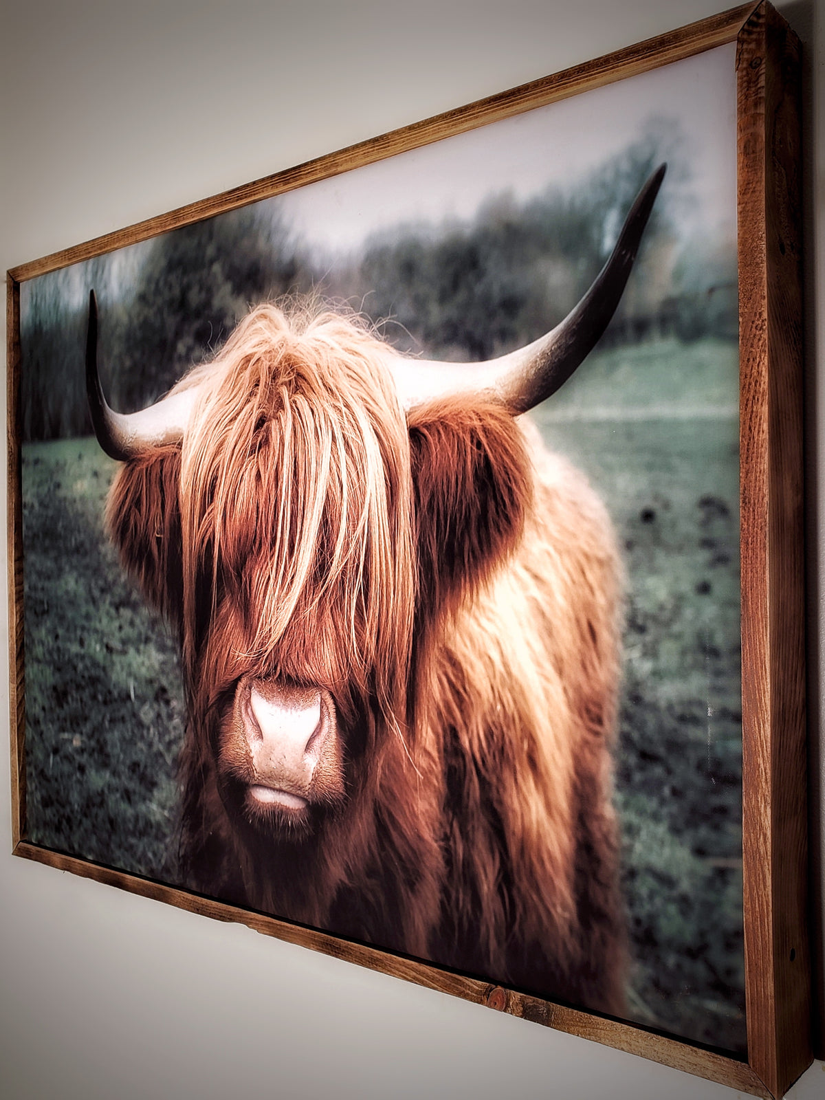 Vache Highland — toile encadrée