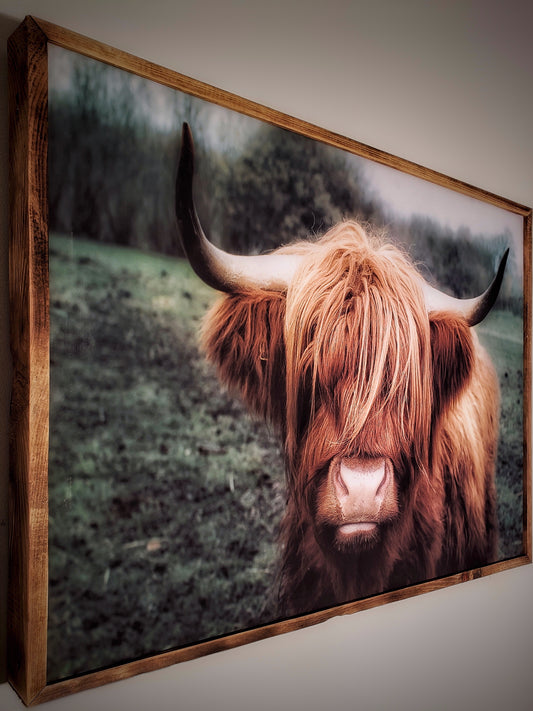 Vache Highland — toile encadrée