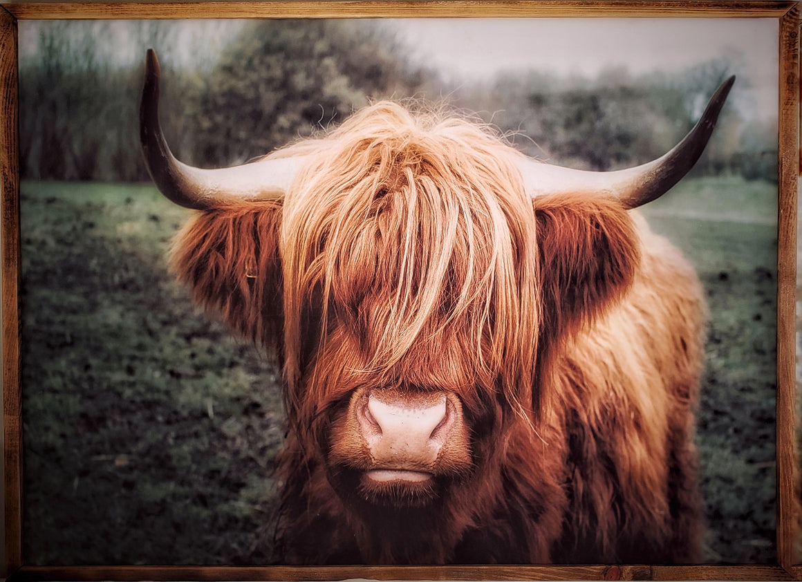Vache Highland encadrée