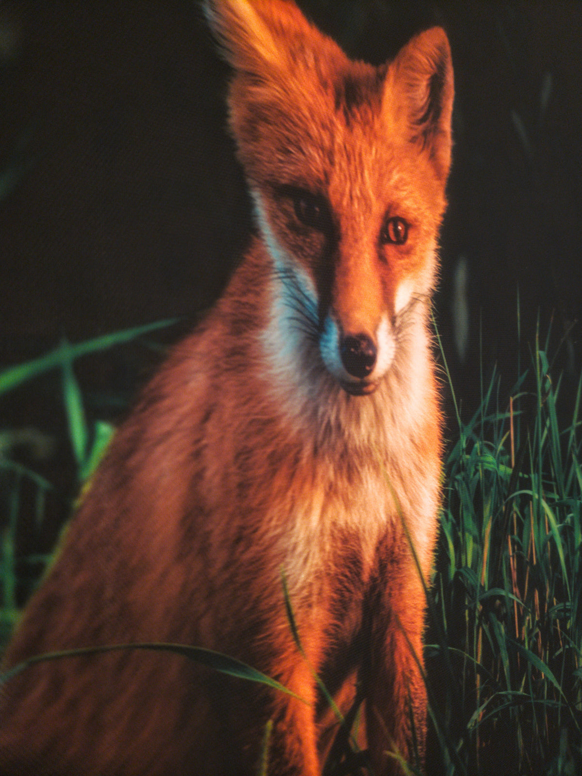 Renard roux — toile encadrée