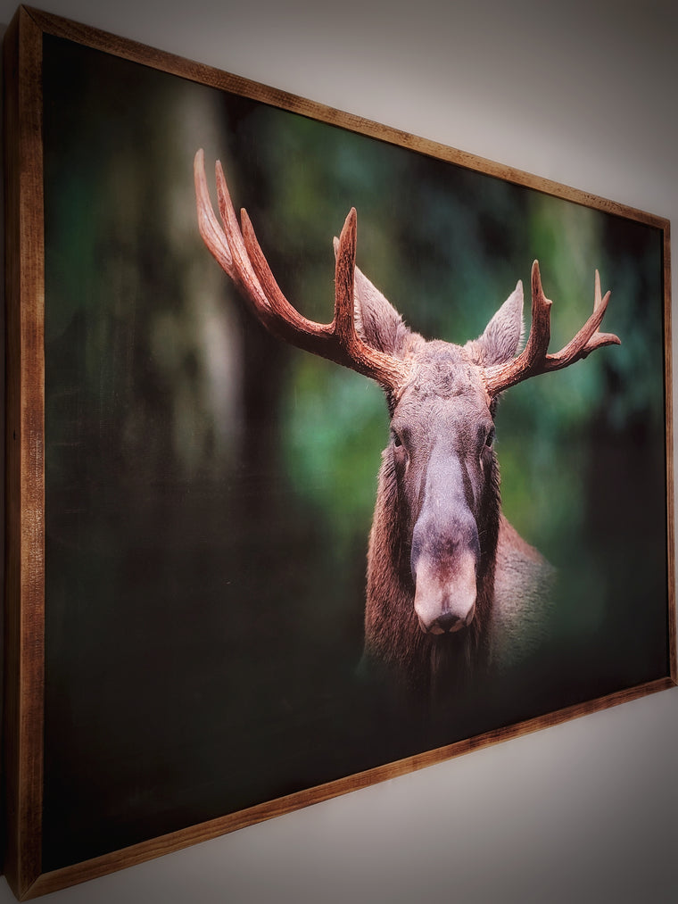 Moose Framed