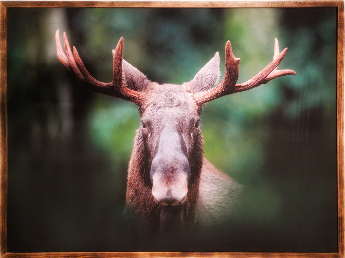 Moose Framed