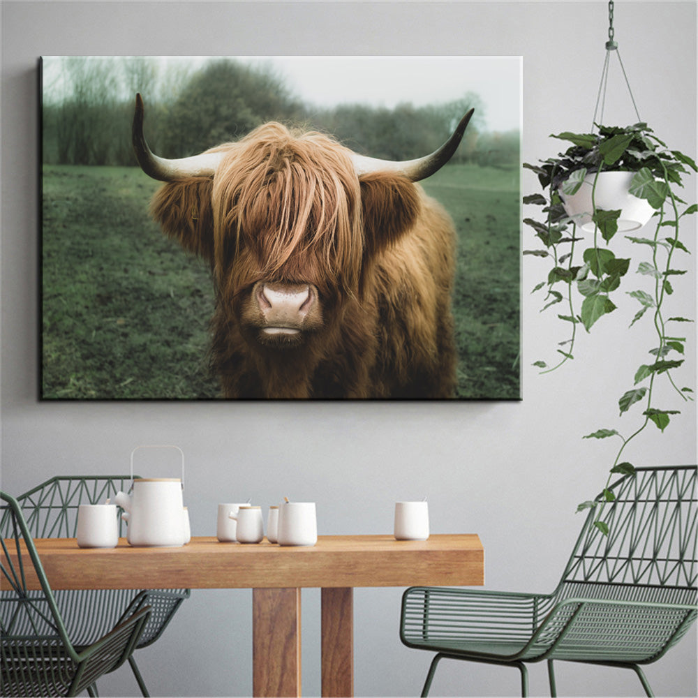 Highland Cattle 1.0