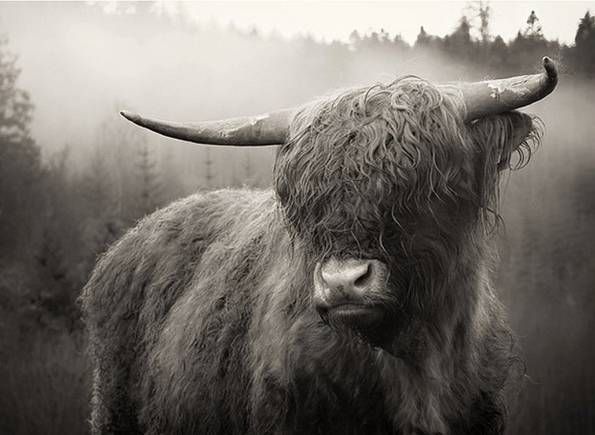 Vache Highland — noir et blanc — toile encadrée