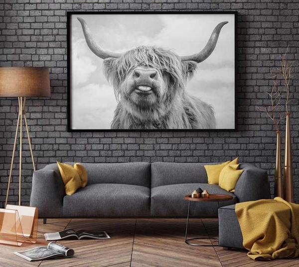 Highland Cow
