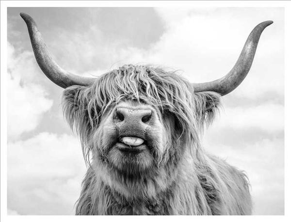 Vache Highland